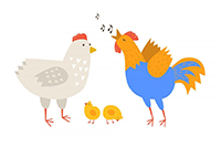 une poule et un coq